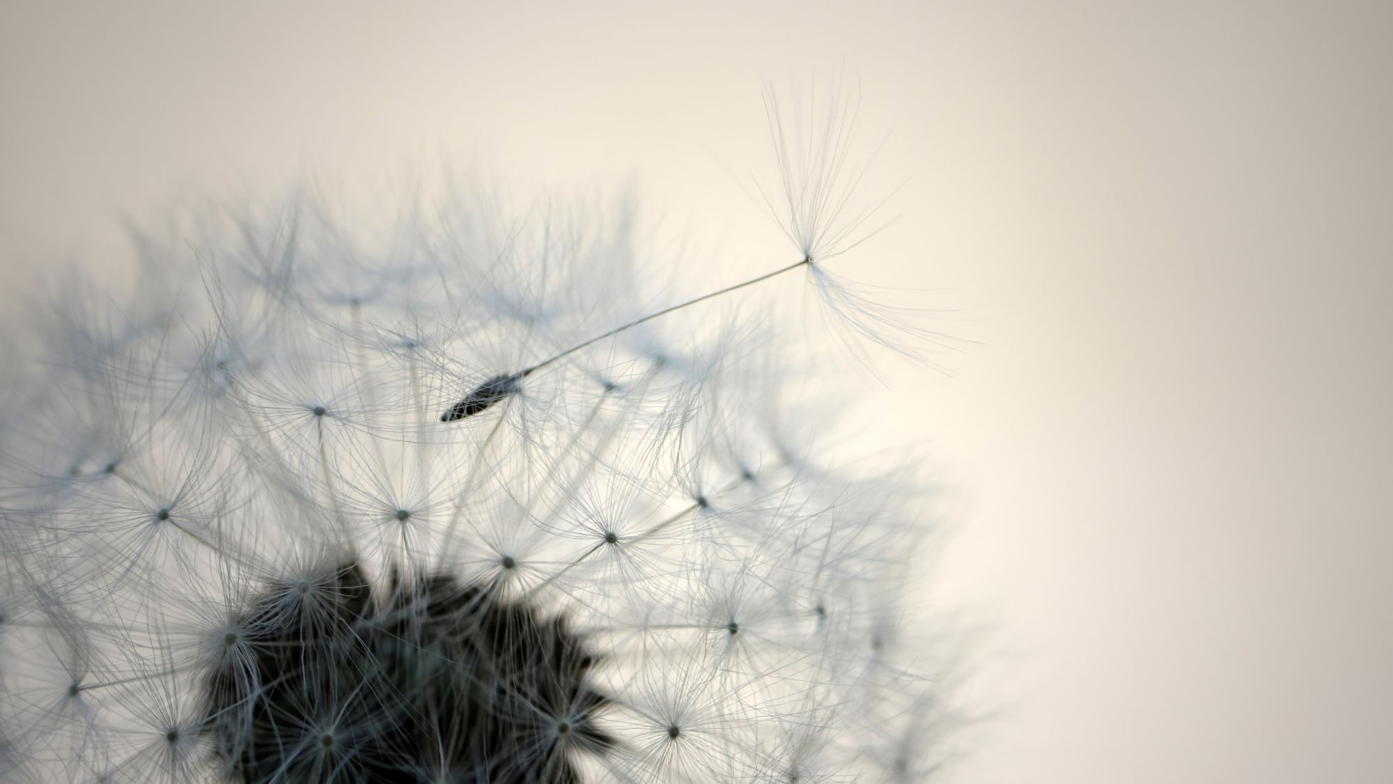 startseite-pusteblume-2000x1125 Michaela Troschel Coaching, Innere Balnce, Stressreduktion, Entspannung